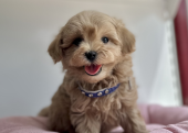 Maltipoo safkan son jenerasyon yavrularımız